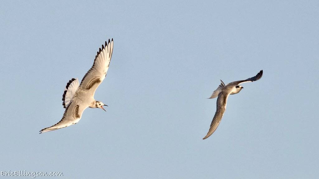 Bonaparte's Gull chasing a Common Tern by esellingson is licensed under CC BY-NC-ND 2.0